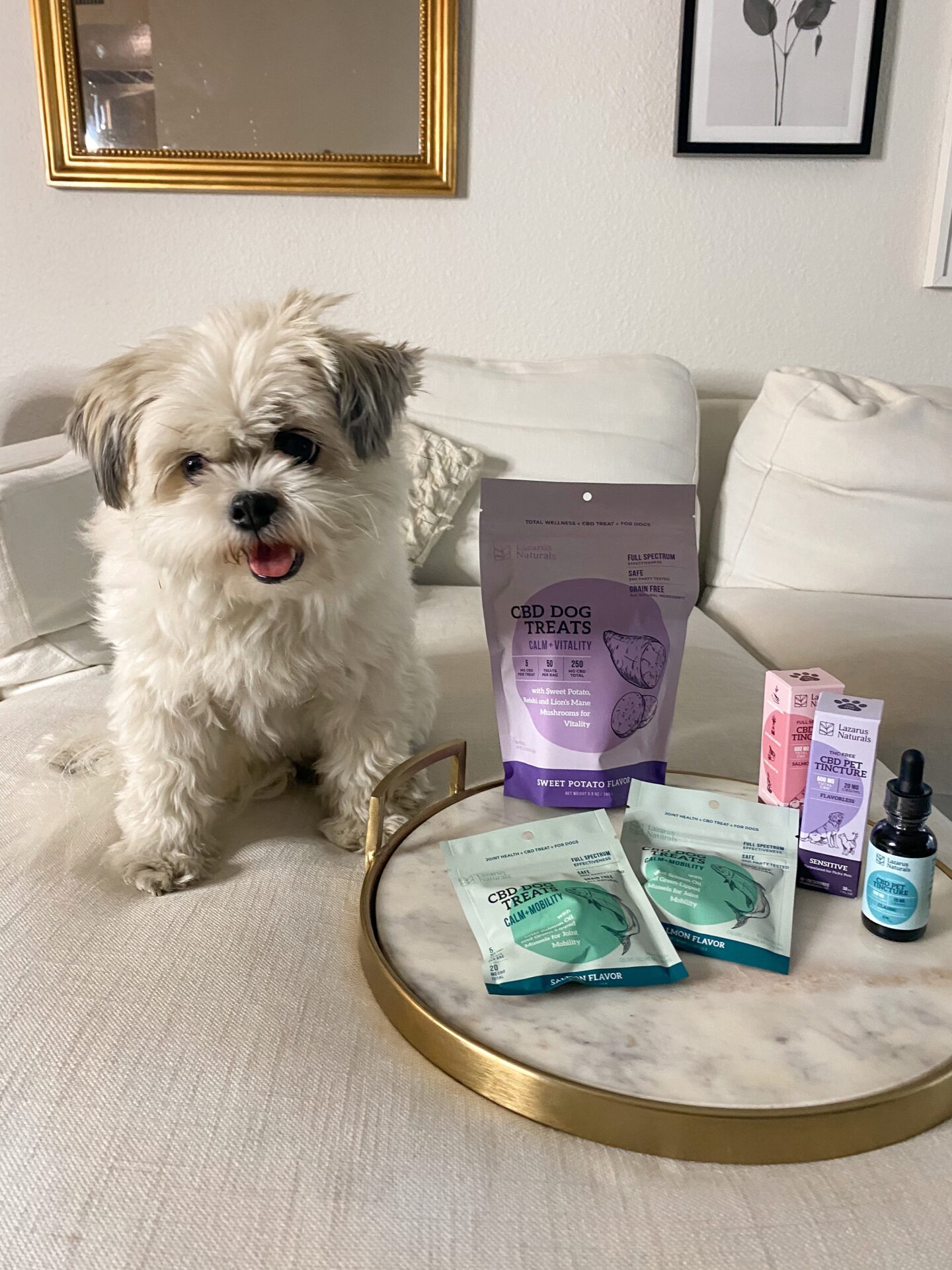 Why We Use Pet CBD in Our Household